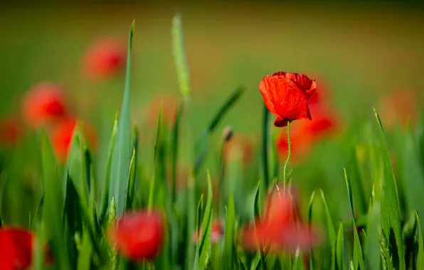 Greens, flowers, bright, Maki, red