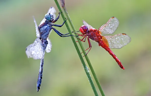 Macro, two, pair, dragonflies