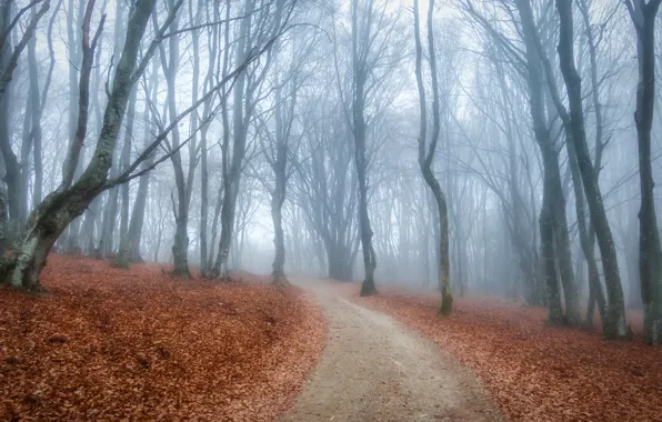 Road, autumn, forest, trees, fog, foliage, morning, alley