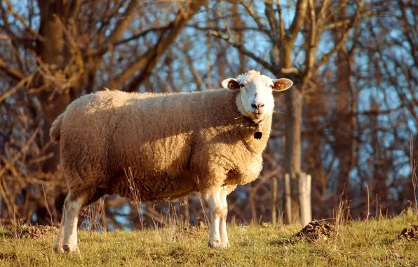 Forest, light, branches, nature, sheep, sheep