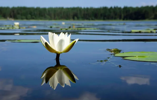 Flower, water, lake, Nymphaeum, water Lily