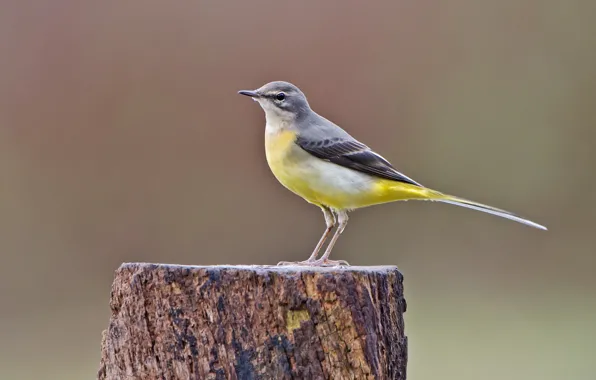 Picture trees, bird, Wagtail