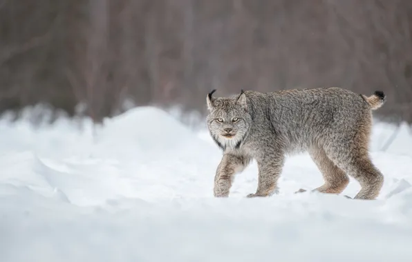 Picture winter, look, snow, lynx, wild cat