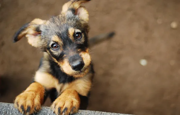 Eyes, dog, puppy, dog