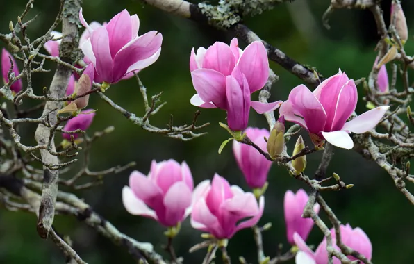 Flowers, branches, spring, petals, pink, buds, flowering, green background