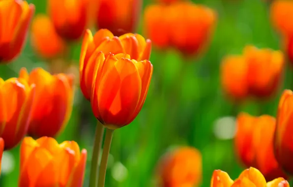 Field, flowers, Tulips, orange, fire