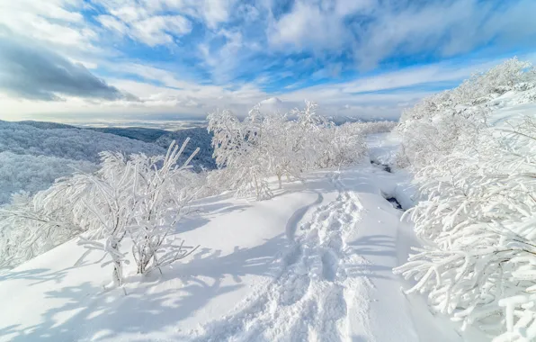 Winter, snow, trees, traces, the snow, Russia, Sakhalin, Alexander Eganov