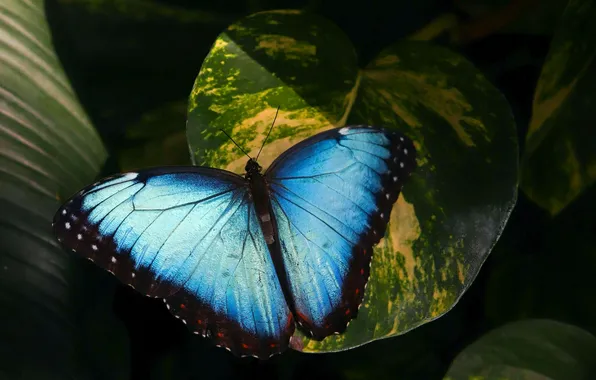 Leaves, microsemi, wings, Butterfly, insect, beautiful, closeup