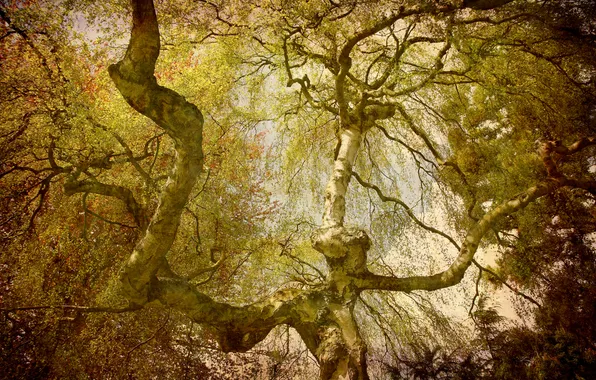 Forest, leaves, trees, branches, crown