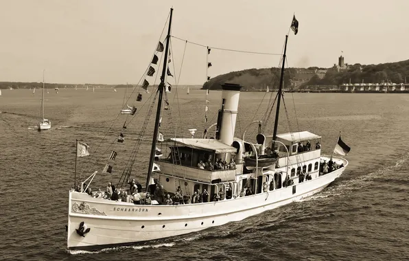 Steamer, black and white, Schaarhörn