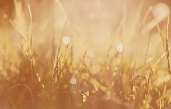 Grass, nature, earth, plant, macro photography