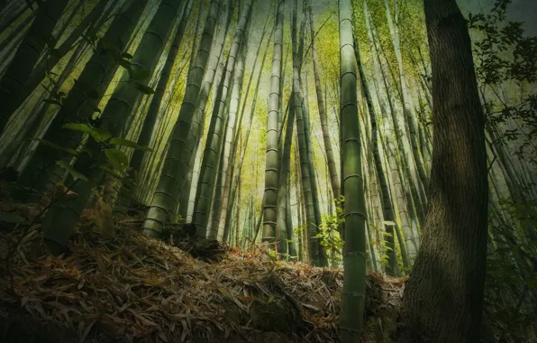 Picture forest, height, bamboo