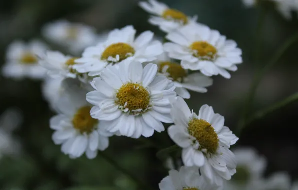White, summer, grass, flowers, chamomile, June, 2016