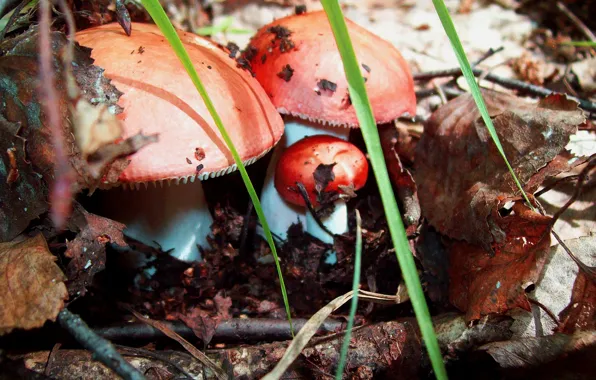 Forest, summer, nature, Mushroom