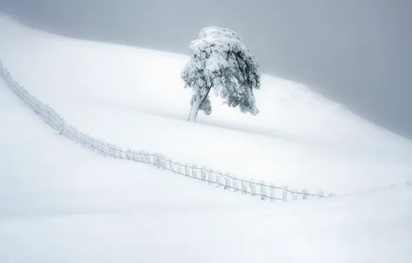 Winter, snow, tree, the fence, Spain, Spain, Navarre, Navarre