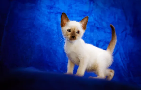 Picture baby, kitty, blue background