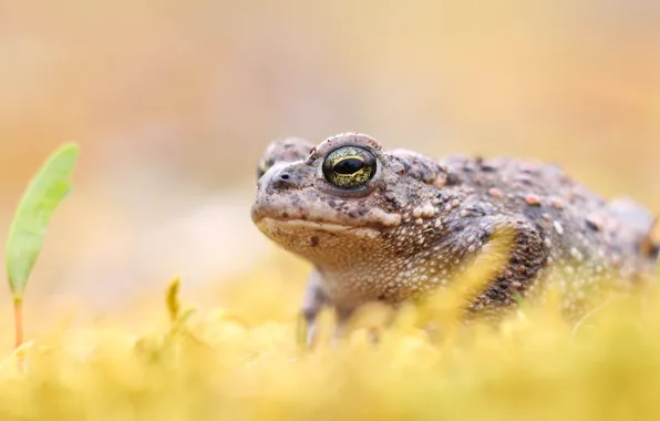 Background, leaf, frog, toad, bokeh