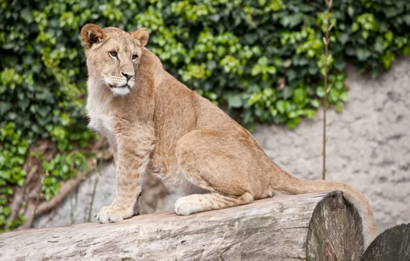 Picture cat, Leo, log, lion