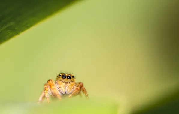 Spider, Background, Insect