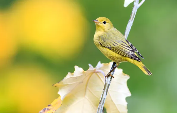 Autumn, yellow, background, bird, leaf, branch, yellow, a woodland songster