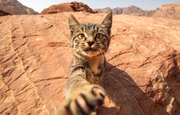 Cat, cat, look, light, mountains, stones, kitty, rocks