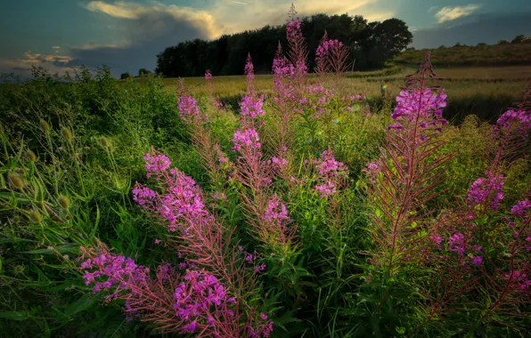 Summer, flowers, nature, Bush, meadow, pink, Ivan-tea, fireweed