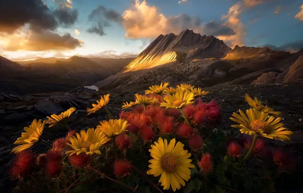 Picture flowers, mountains, morning