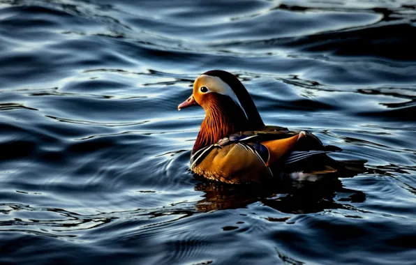 Wave, water, ruffle, duck, pond, swimming, bright plumage, tangerine