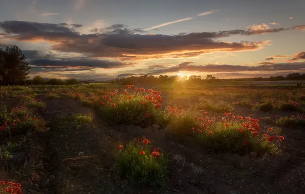 Field, sunset, Maki