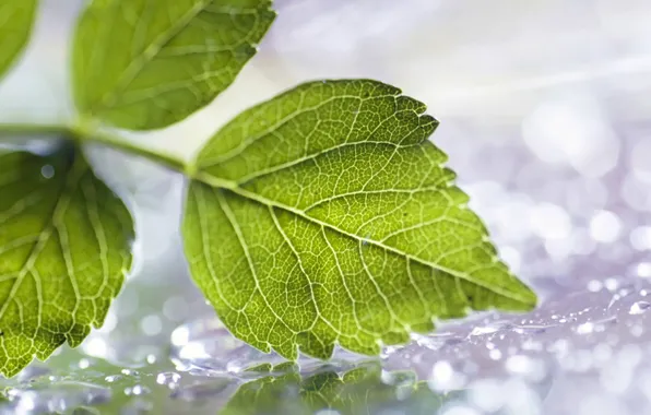 Macro, reflection, macro, water. drops, green petals