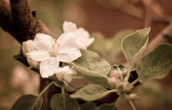 Macro, branches, foliage, color, spring, Apple