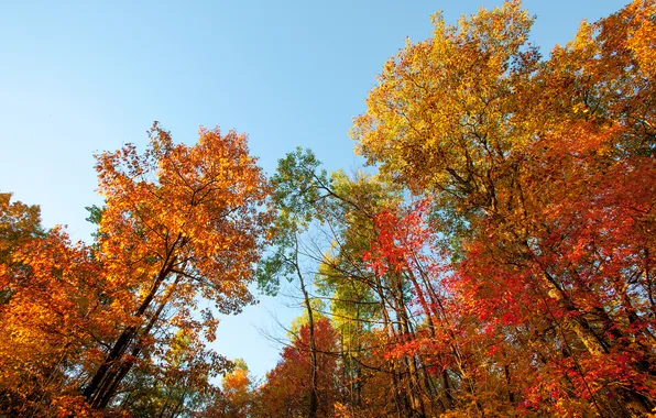 Autumn, the sky, leaves, trees