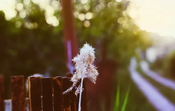 Grass, sunset, nature, the fence, bokeh