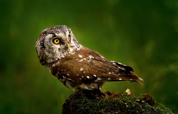 Background, owl, bird, moss