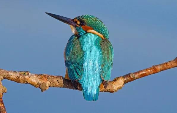 Bird, color, branch, feathers, beak, Kingfisher