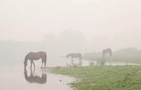 Water, Fog, horse