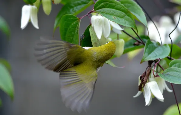 Picture flowers, bird, clematis, Japanese white-eye