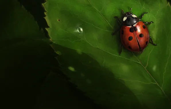 Leaves, insect, Ladybug, ladybug, ionic-ink