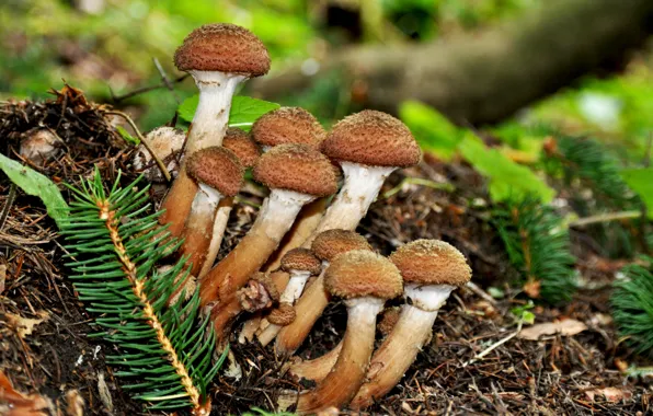 Autumn, macro, mushrooms, mushrooms