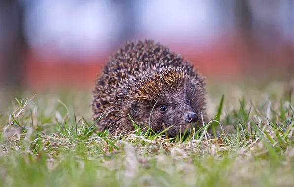 Forest, grass, look, nature, hedgehog, face, ears, hedgehog