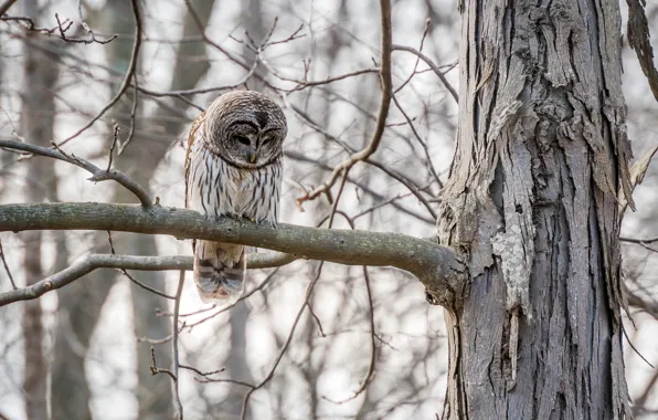 Forest, trees, branches, nature, owl, bird