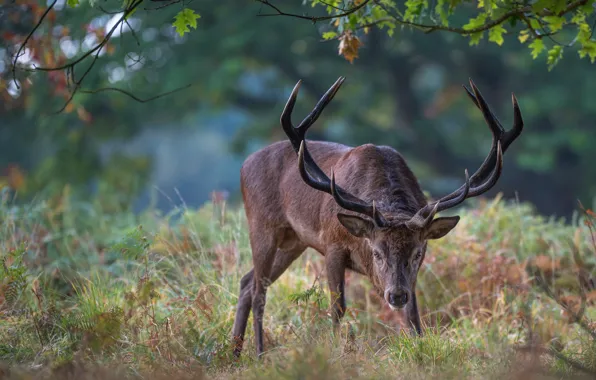 Picture forest, look, leaves, branches, nature, pose, Park, glade
