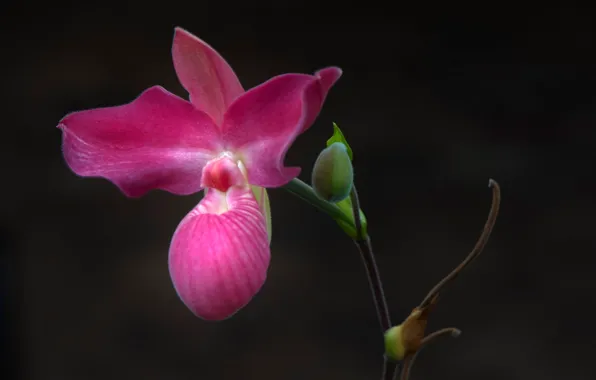 Picture macro, petals, Orchid