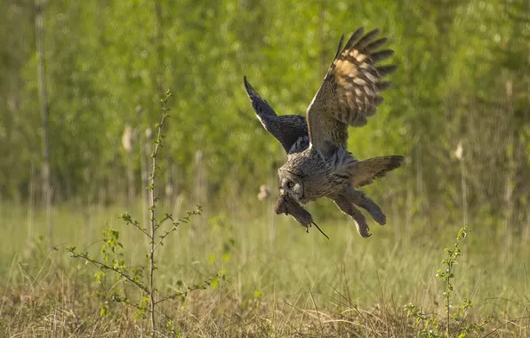 Food, owl, rat