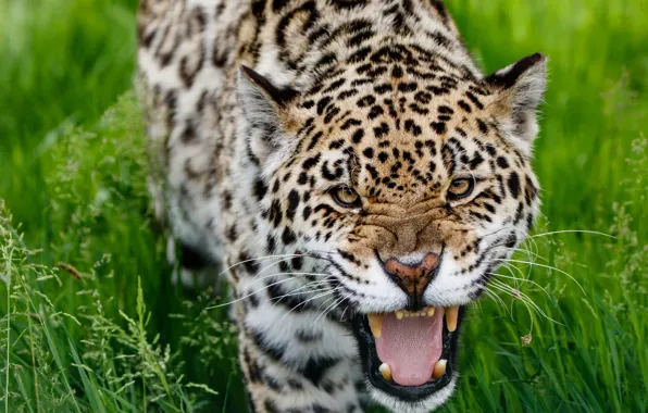 Grass, look, face, nature, portrait, mouth, fangs, grin
