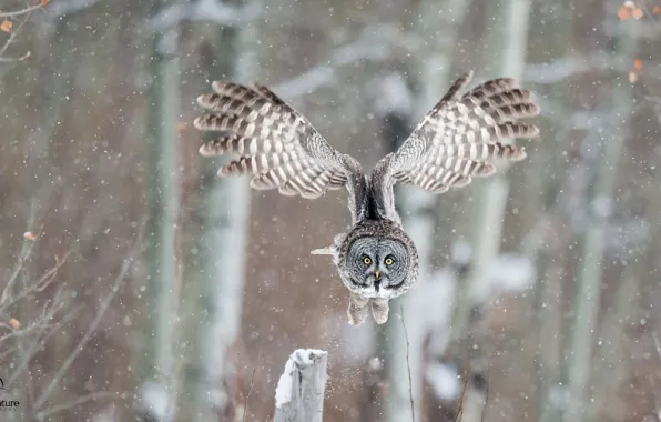 Picture winter, owl, bird, wings, flight, great grey owl