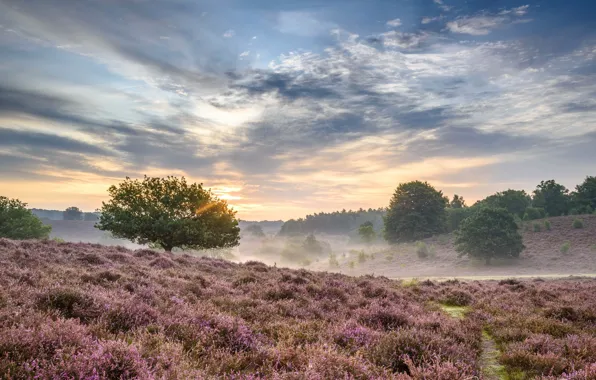 Fog, morning, Netherlands, Rheden