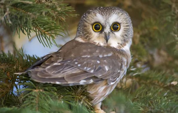 Picture eyes, nature, owl