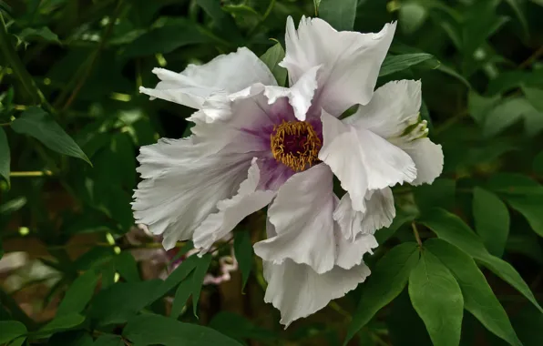 White, flower, leaves, macro, Bush, peony