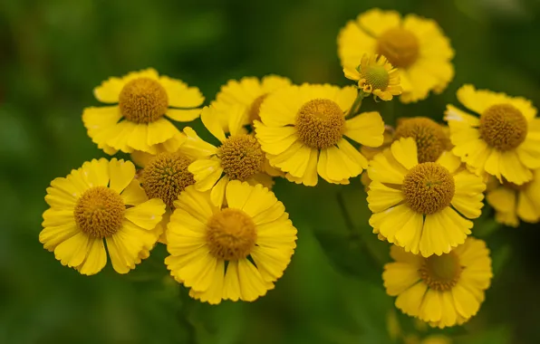 Flowers, yellow, bokeh, gelenium